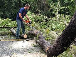 Professional Tree Services in Mccom, MS