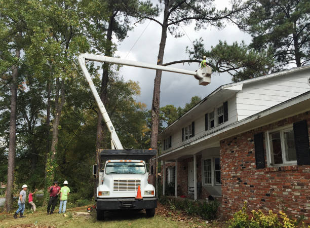 Best Hedge Trimming  in Mccom, MS