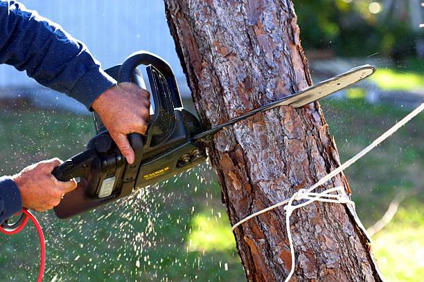 Best Arborist Consultation Services  in Mccom, MS