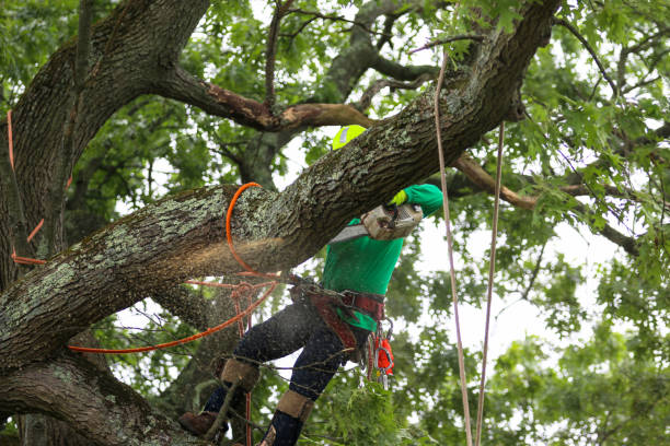 Best Tree Removal Service  in Mccom, MS