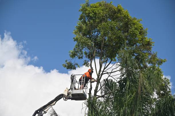 Best Storm Damage Tree Cleanup  in Mccom, MS