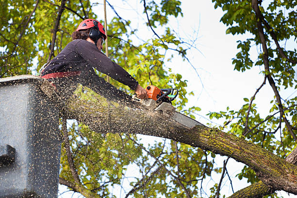 Best Emergency Tree Removal  in Mccom, MS