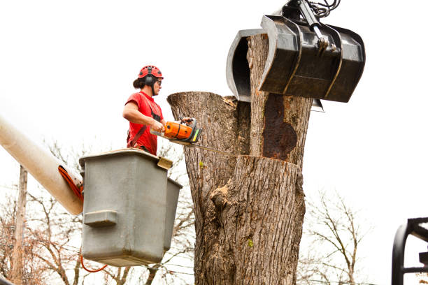 How Our Tree Care Process Works  in  Mccom, MS